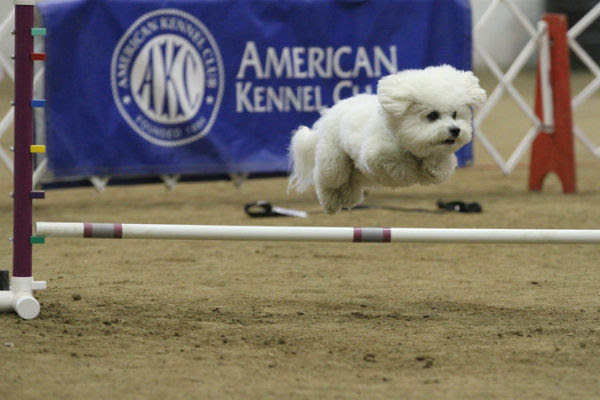 bichon frise