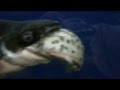 Two Large Paroon Sharks Eating Other Catfish