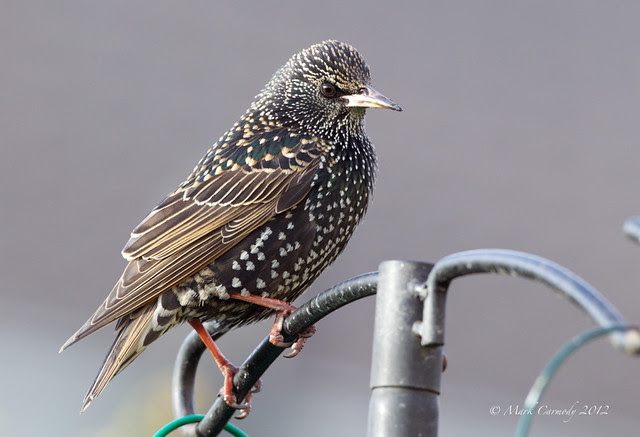 Common (European) Starling (Sturnus vulgaris)