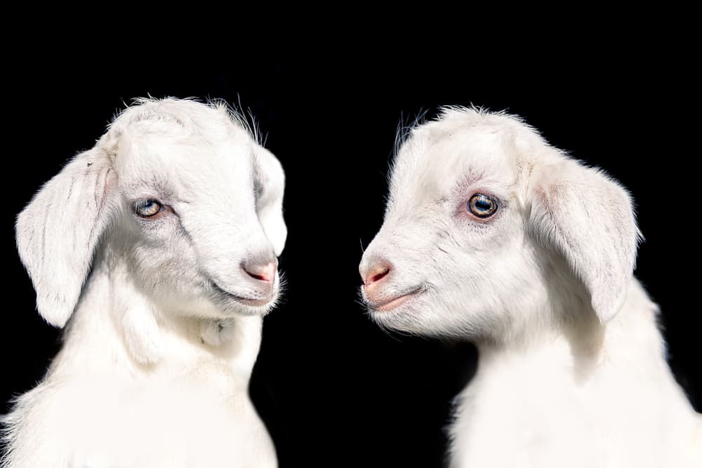 How To Adopt A Goat Modern Farmer