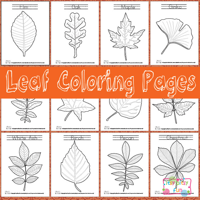 FREE Leaf Identification Coloring Pages | Free Homeschool Deals