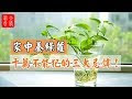 √100以上 植物風水 113246-家中 植物風水
