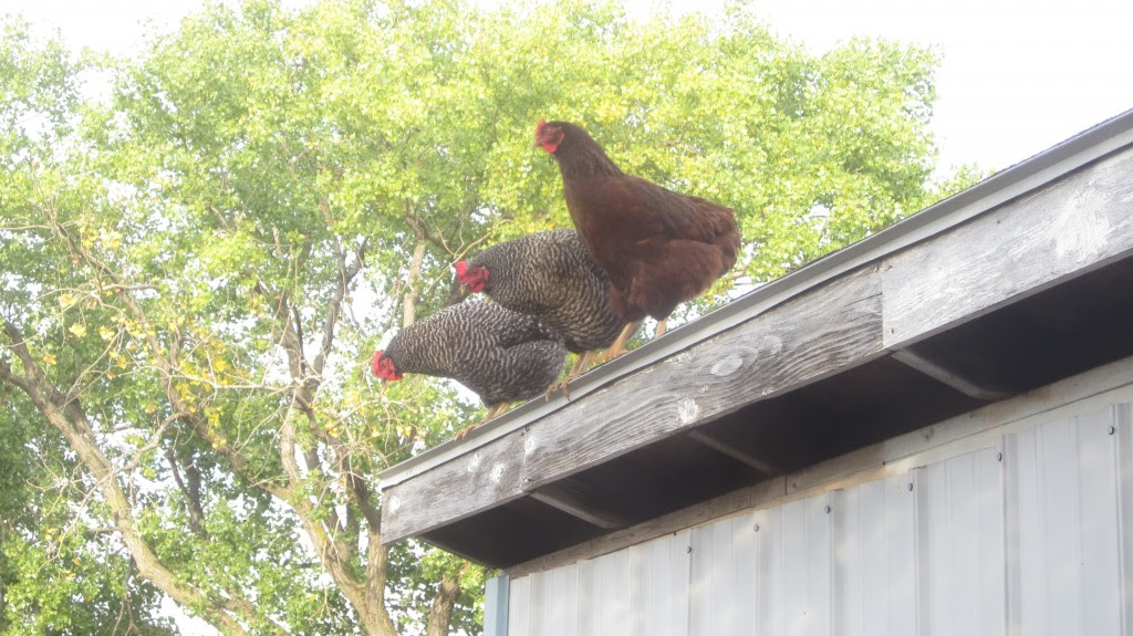 How to Keep Chickens Warm During the Winter
