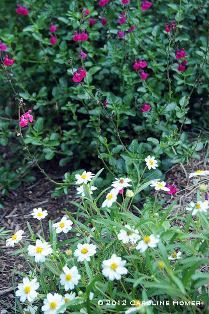 'Velvet Violet" salvia and blackfoot daisies