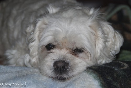 DogBlogWE101512-26-2