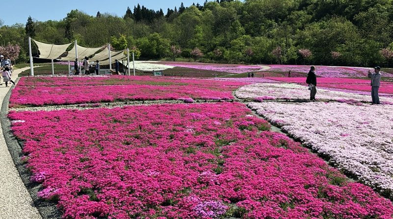 芝桜と道光高原 新潟長岡のサイクルショップ サイクルワークスfin S フィンズ