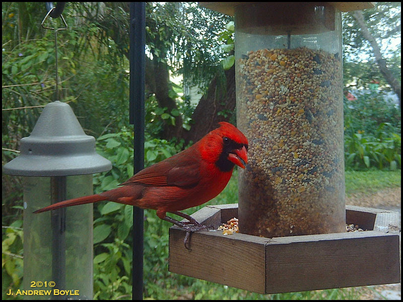 Northern Cardinal