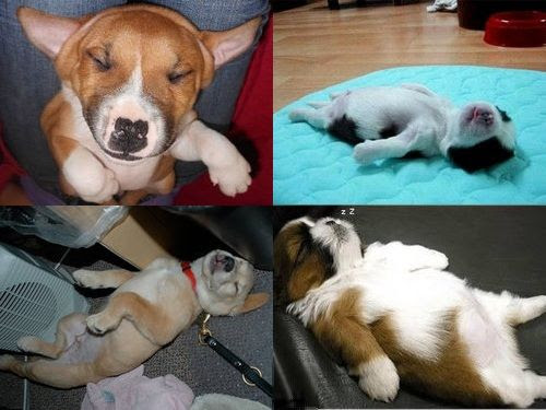 あおむけに寝る犬はかわいいの法則 写真22枚 らばq