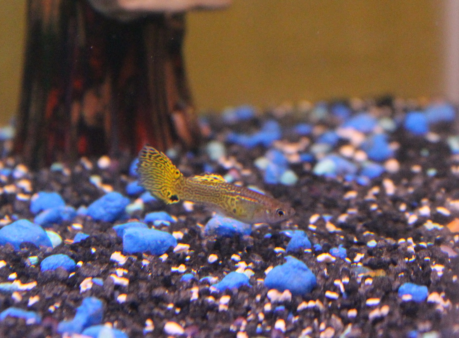 Cobra Guppy Male