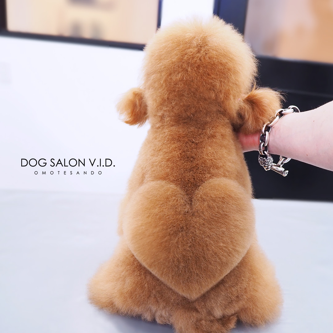 表参道 青山トリミングサロンv I D トイプードル ティーカッププードル カットモデル犬募集中