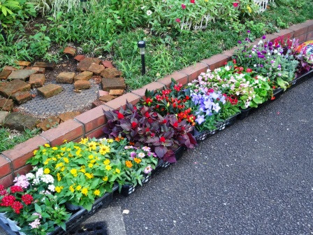 秋の植え替え 園芸愛好会 15 関東学院六浦中学校 高等学校ブログ