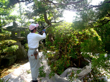 ヒラドツツジの剪定時期です 平岡造園 淡路島