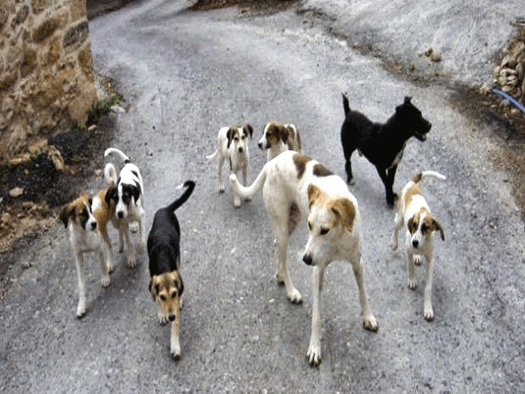 http://www.karditsanews.gr/wp-content/uploads/2015/02/ADESPOTA-1.gif