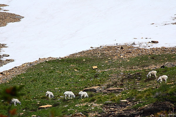 IMG_3606B Mountain Goats