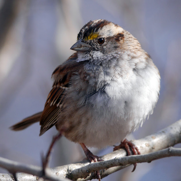 Ed Gaillard: birds &emdash; White-Throated Sparrow, Central Park