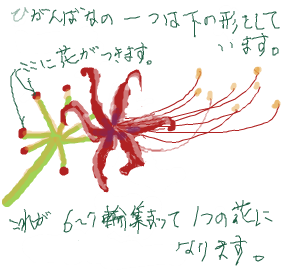 簡単お絵描き 彼岸花 曼珠沙華 ヒガンバナ その２ お絵描きなんて簡単