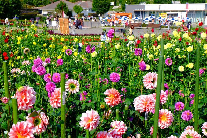 花の万華鏡