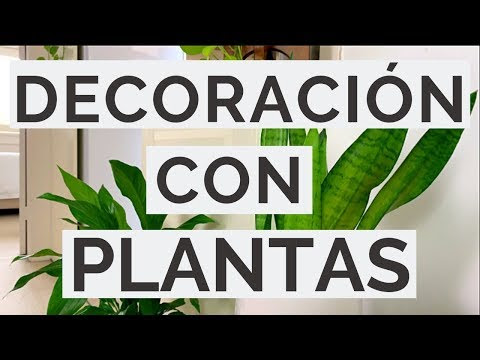 ¿Cómo decorar con plantas de interior? Por Jorge Navarro