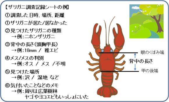 ザリガニ調査の方法