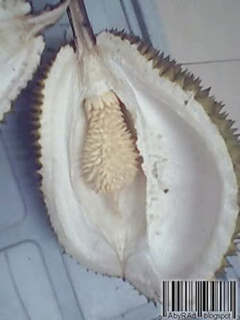 [aneh Tapi Nyata] Duren Isinya Duren Lagi [ www.BlogApaAja.com ]