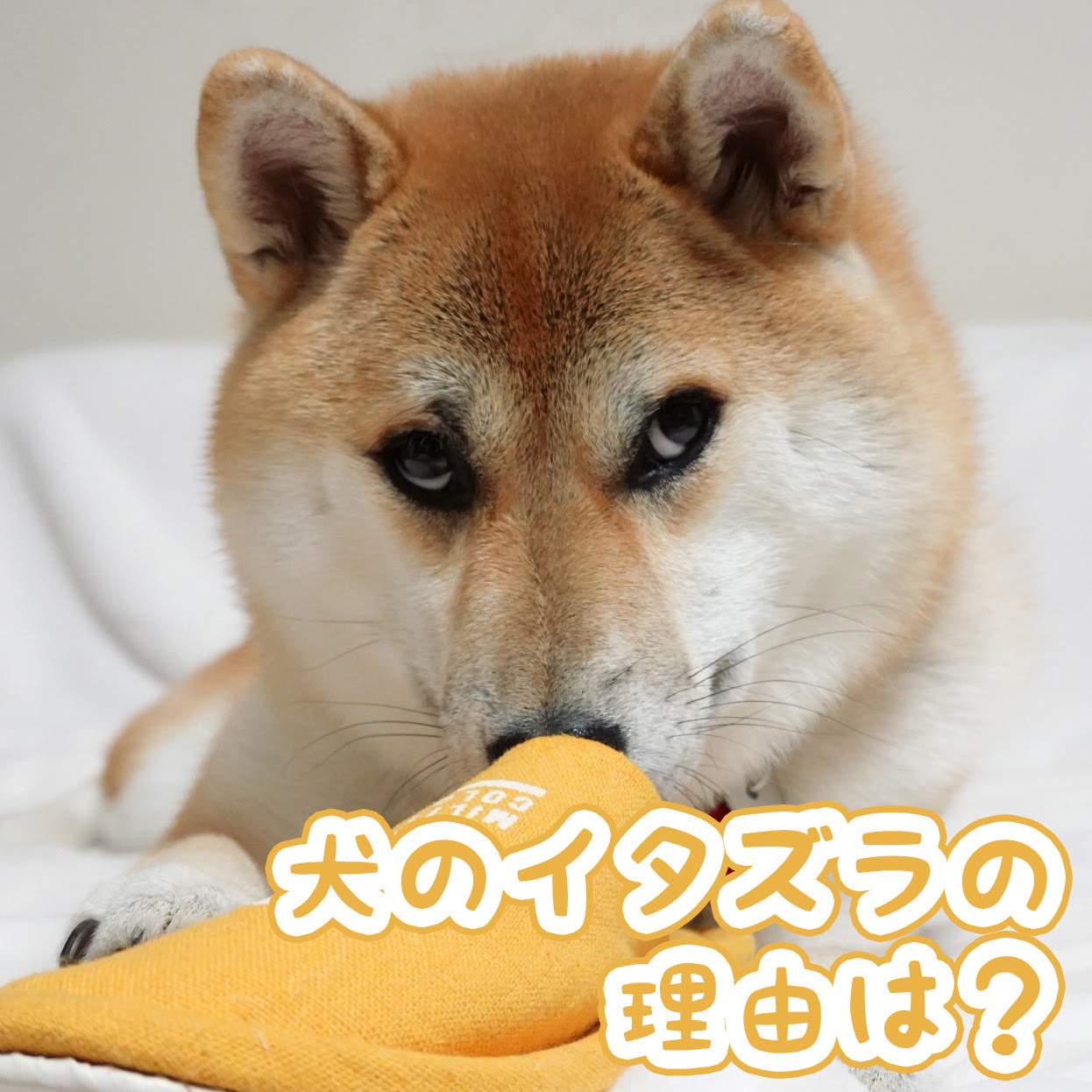 困った犬のイタズラ その理由は 犬がイタズラをやめないときの対処法としつけ