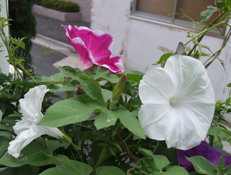 園芸ナビ 花と野菜の育て方