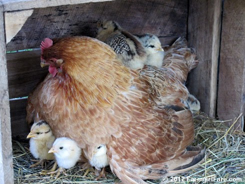 Lokey's chicks getting comfy 2 - FarmgirlFare.com