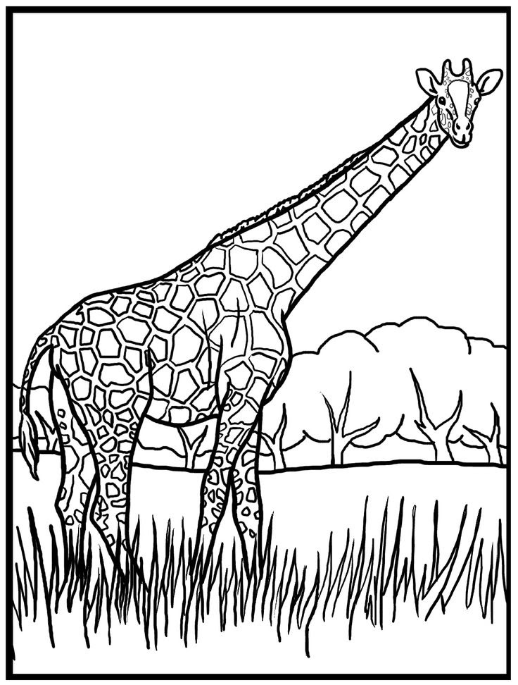 Download Giraffe Drawing Outline at GetDrawings | Free download