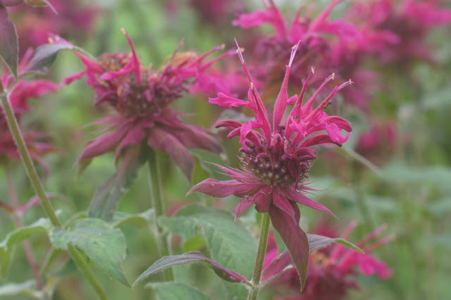 モナルダの育て方 色々な育て方の情報 育て方ボックス