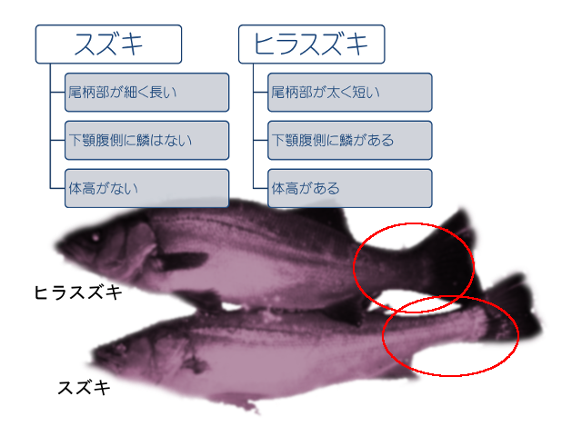 新谷商店さん 今日のお魚から 海幸仙崎 公式ホームページ