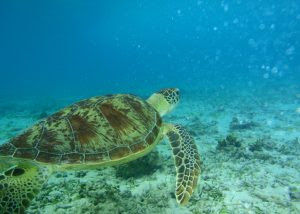 ウミガメの呼吸法はエラと肺どっち 息継ぎの時間はどれくらい 生物モラトリアム