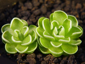 姫足長ムシトリスミレ エセリアナ