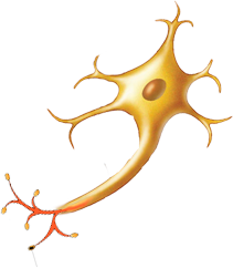 Red blood cell with labels