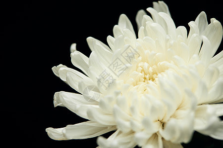 盛开白菊花图片 盛开白菊花图片大全 盛开白菊花背景图片