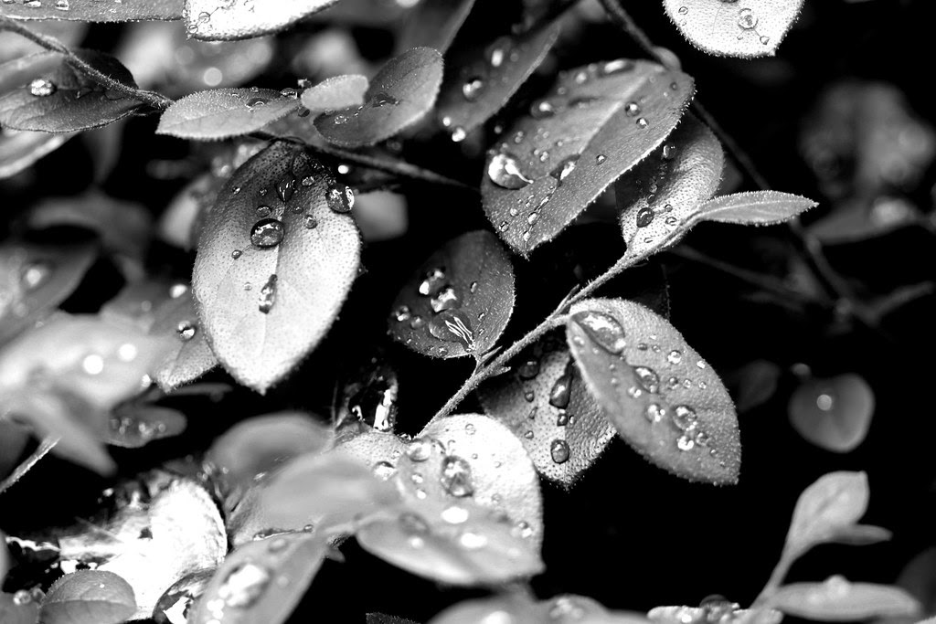 Water Droplets on Leaves
