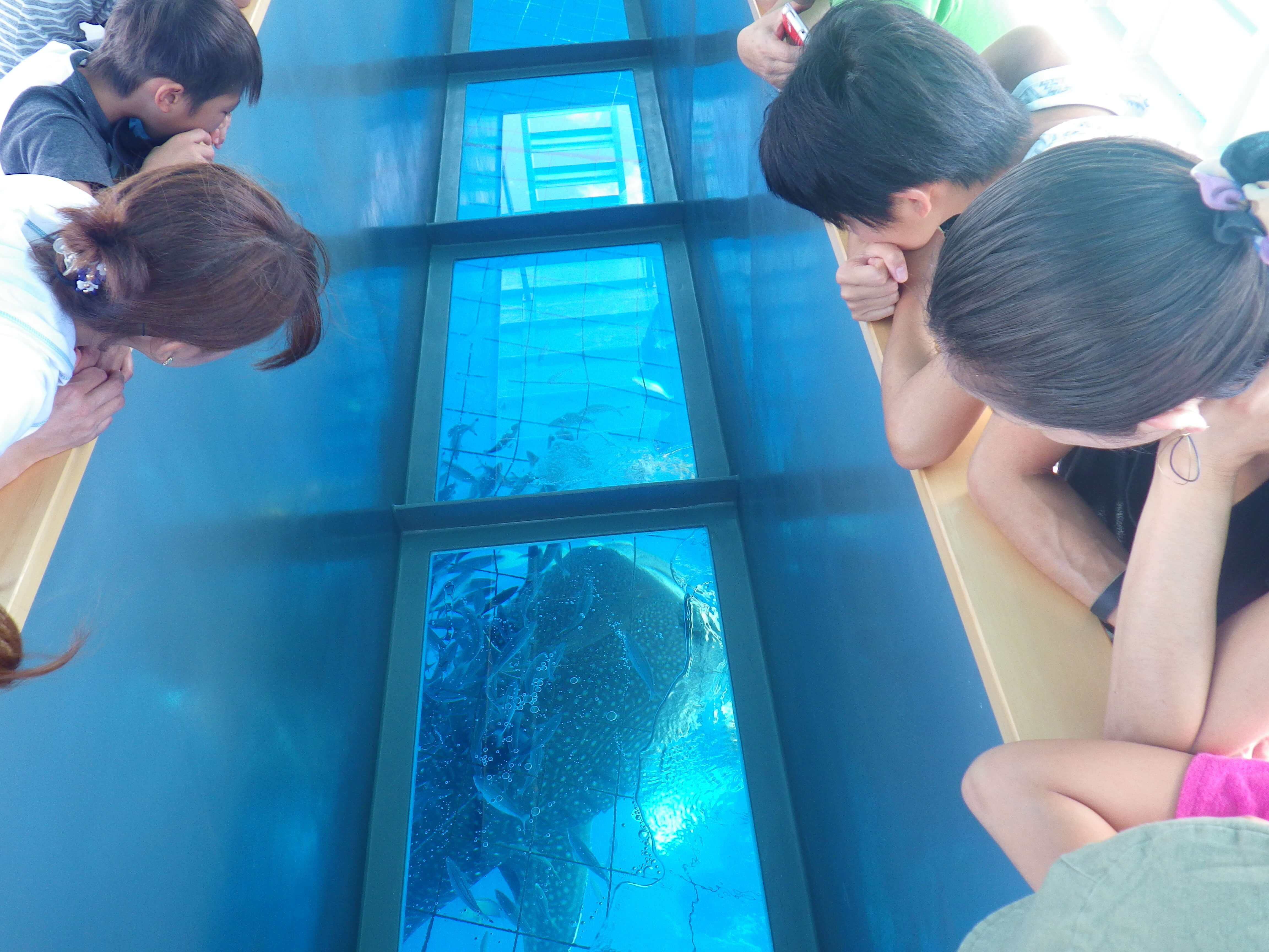 沖縄のオプショナルツアーならたびちょいす 沖縄の美しい海をグラスボートで満喫しよう