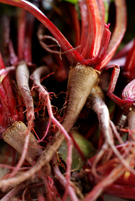 beetroot shoots© by Haalo