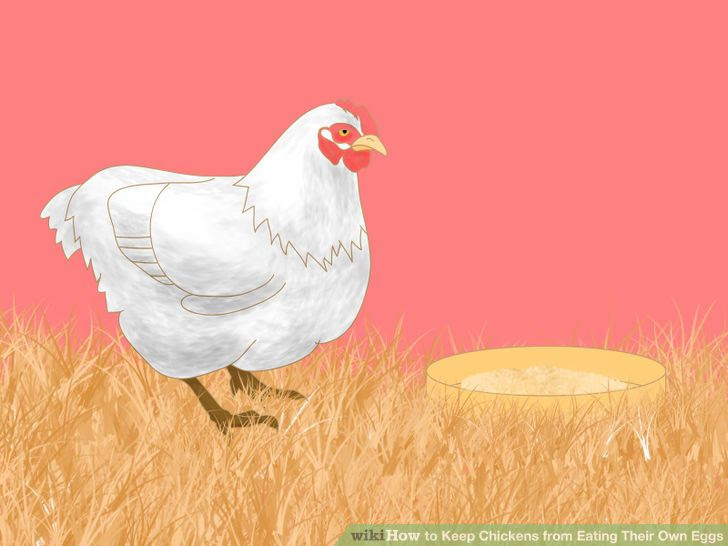 Keep Chickens from Eating Their Own Eggs Step 5 Version 3.jpg