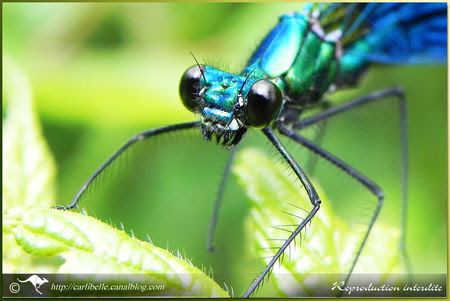 Lib_Calo_Occ_P026947