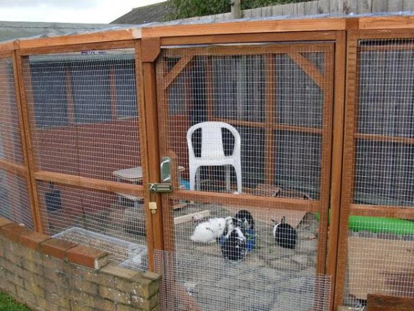 The Rabbit House