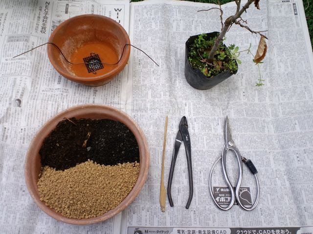 ミニ盆栽 植え替えしてみよう ユラギトーキ オフィシャルブログ