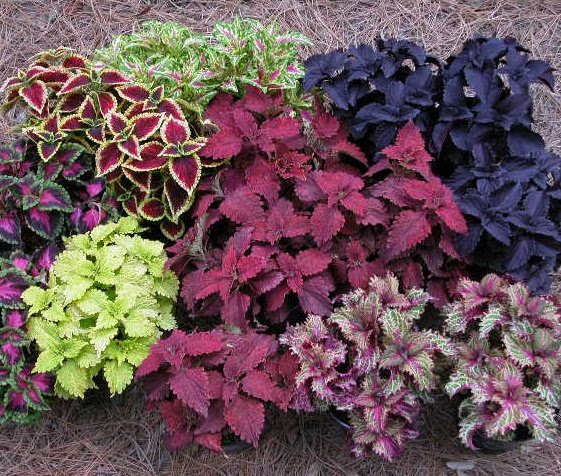 Cara Menumbuhkan Tanaman Hias Coleus BibitBunga com