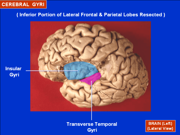 Cerebral_Gyri_-_Insula