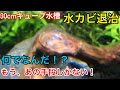 √ 水槽 流木 カビ 953126-水槽 流木 カビ