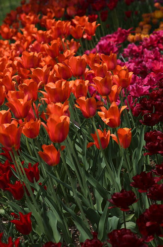 Tulips