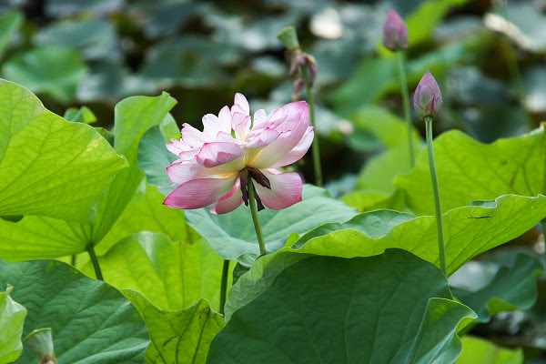 晩夏の花たち 東北の名庭園 浄楽園