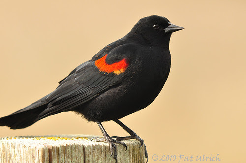 Red-winged blackbird