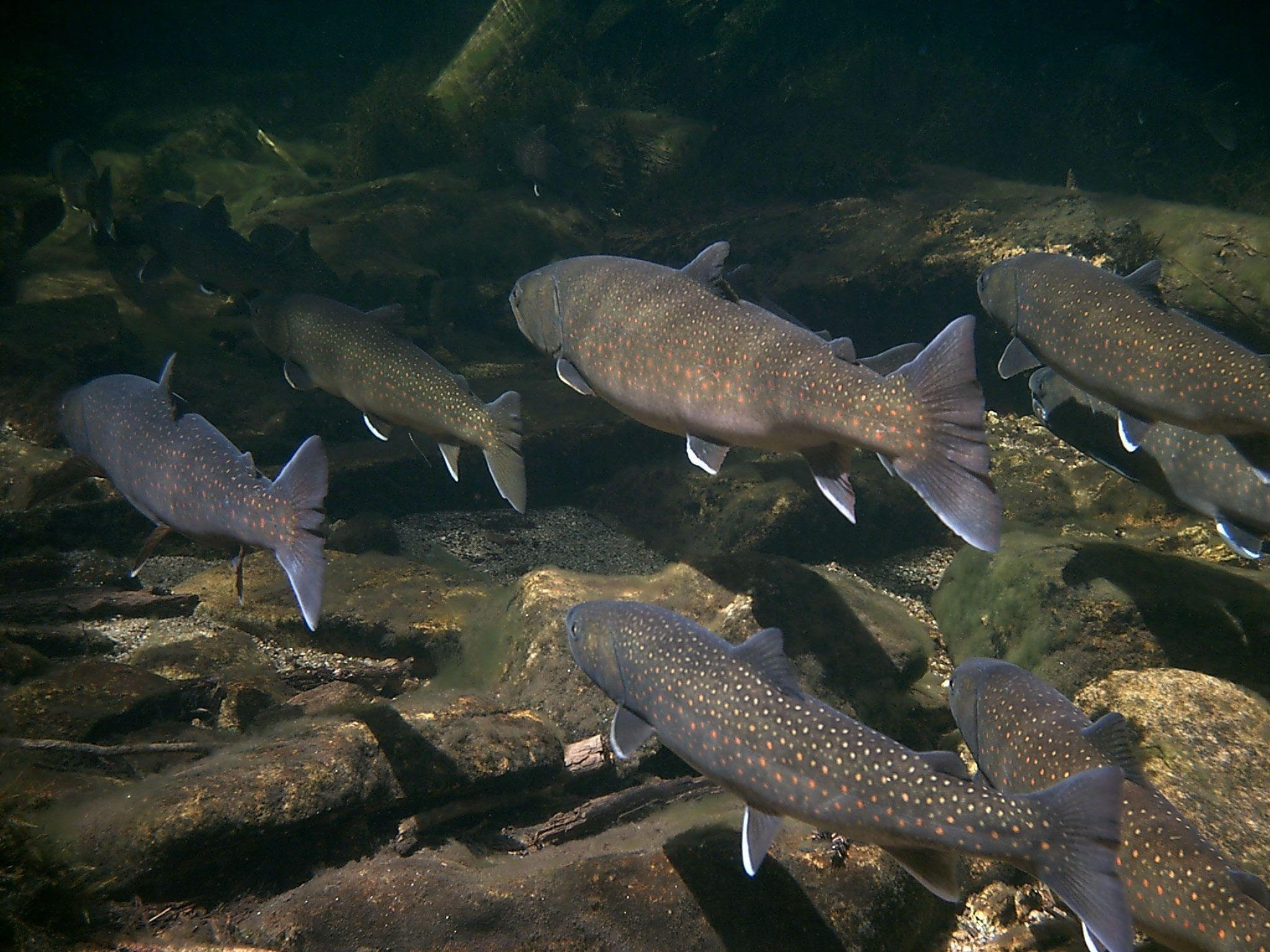 Trout Wallpapers Wallpaper Cave HD Wallpapers Download Free Images Wallpaper [wallpaper981.blogspot.com]