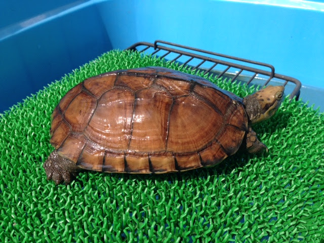 Bonzo Club 飼育環境変更