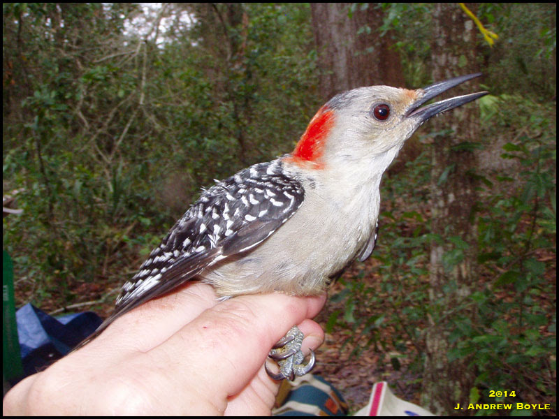 Red-bellied Woodpecker